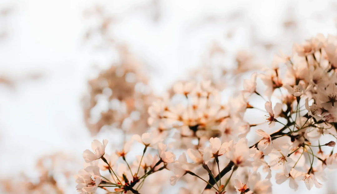 Pink flowers on a dark colored branch in a white blurry landscape