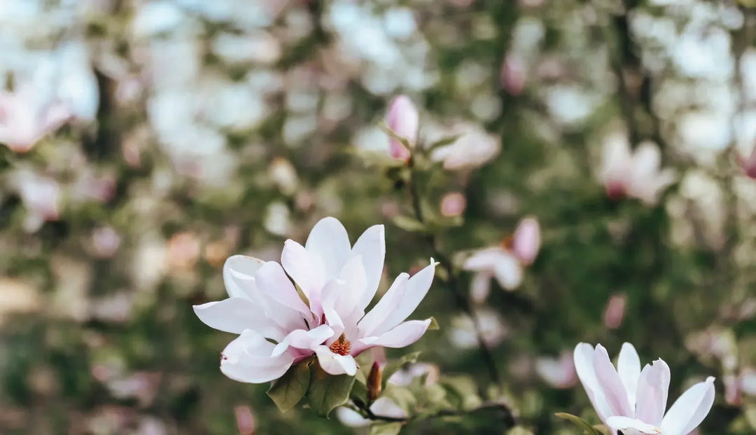 Bloomed pink flowers overlooking other blooming pink flowers against some lush green leaves