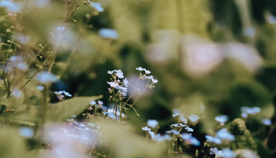 Up close of white flowers with greenery