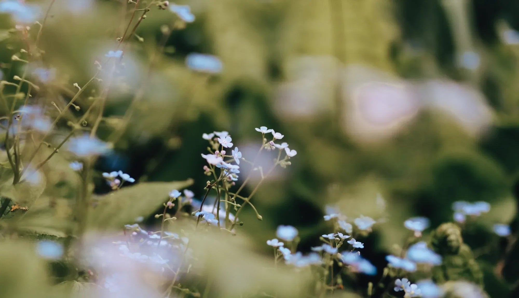 Up close of white flowers with greenery