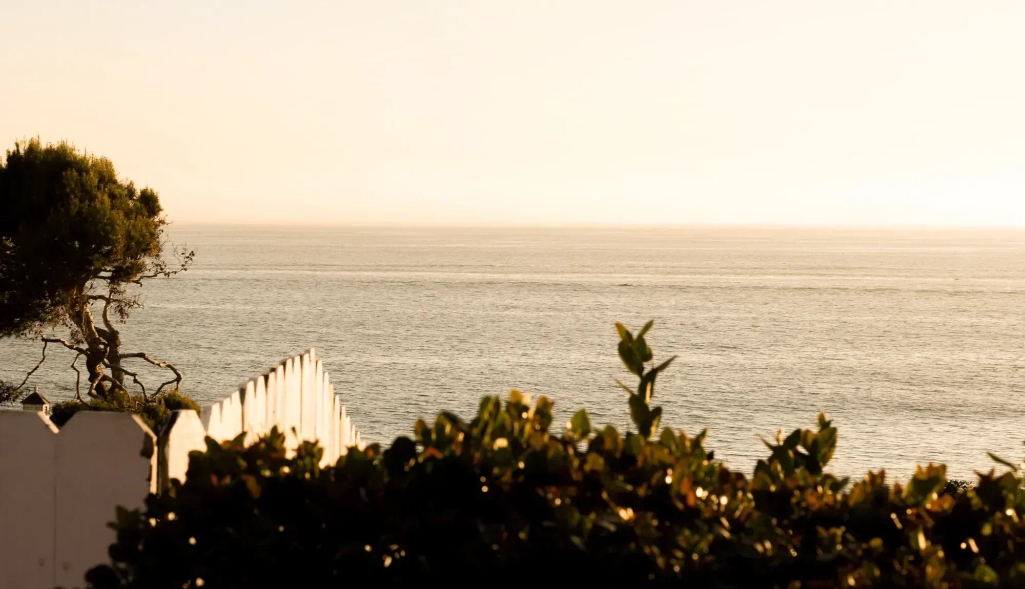 Some greenery and a white picket fence overlooking the sea during a sunset