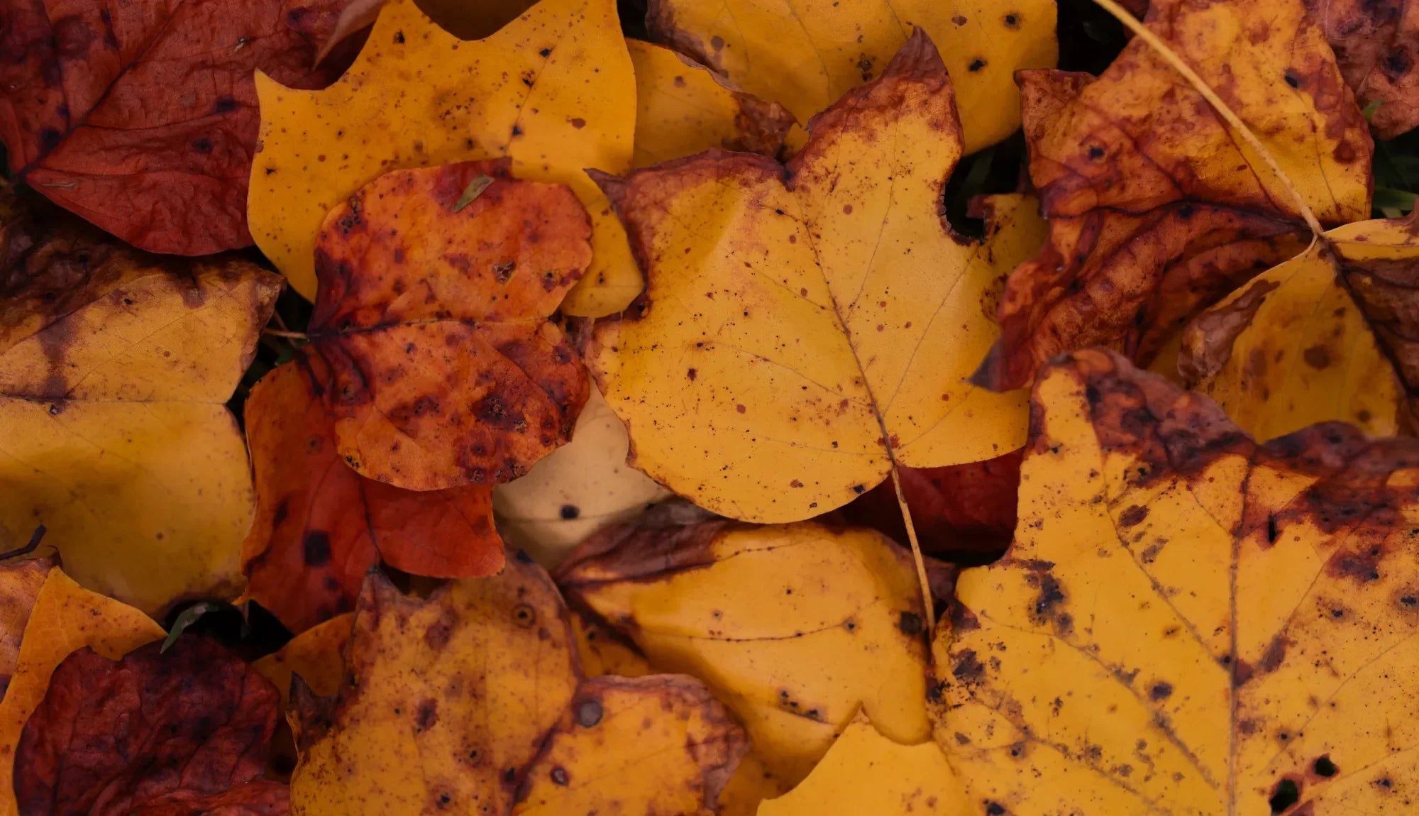 Fall leaves scattered into a pile
