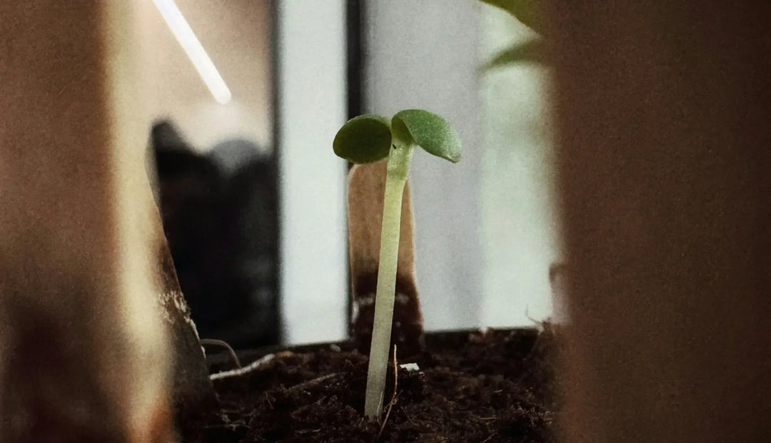 A close up of a sprout growing in a pot of soil