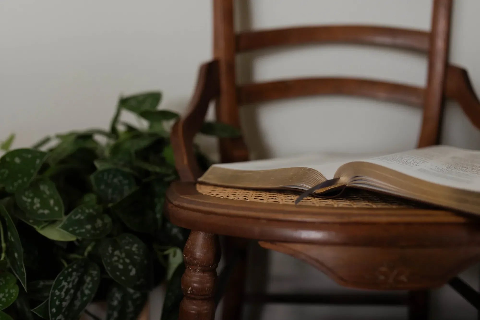 An open bible on a wooden chair next to some greenery