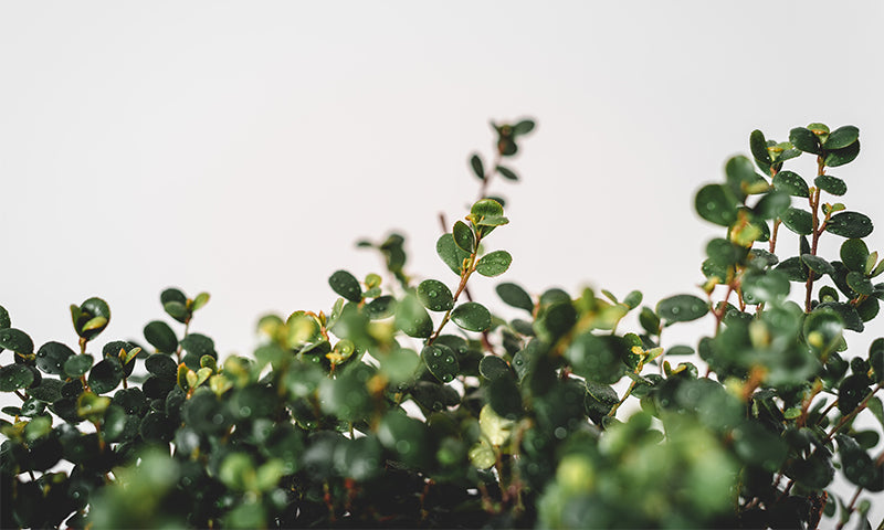 Seasons Change, God Remains