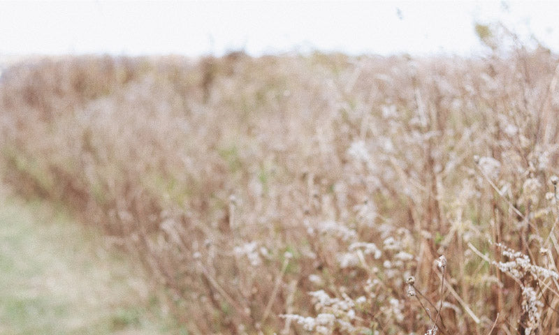 How Scripture Affirms Dr. King's Dream