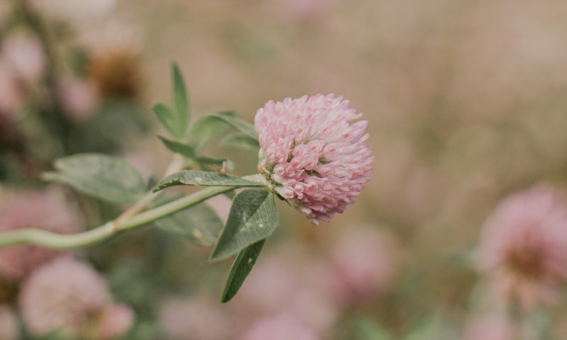 A Letter to the Weary