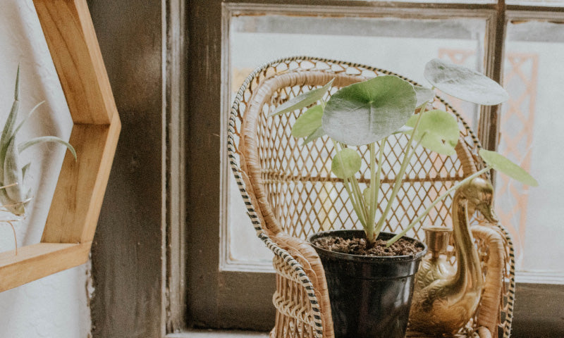 Basketball and Barnabas