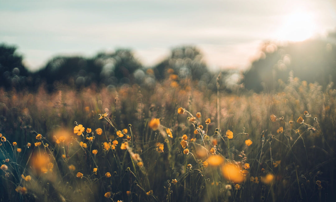 Ordained Days: Discovering God's Plan for Your Day