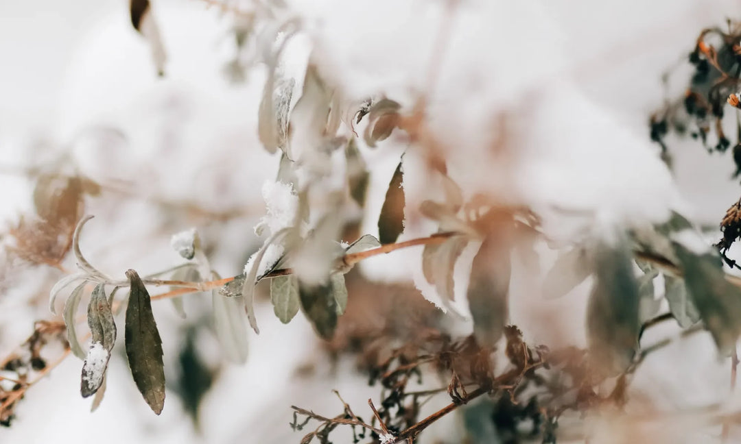 Snow on multiple skinny tree branches with leaves