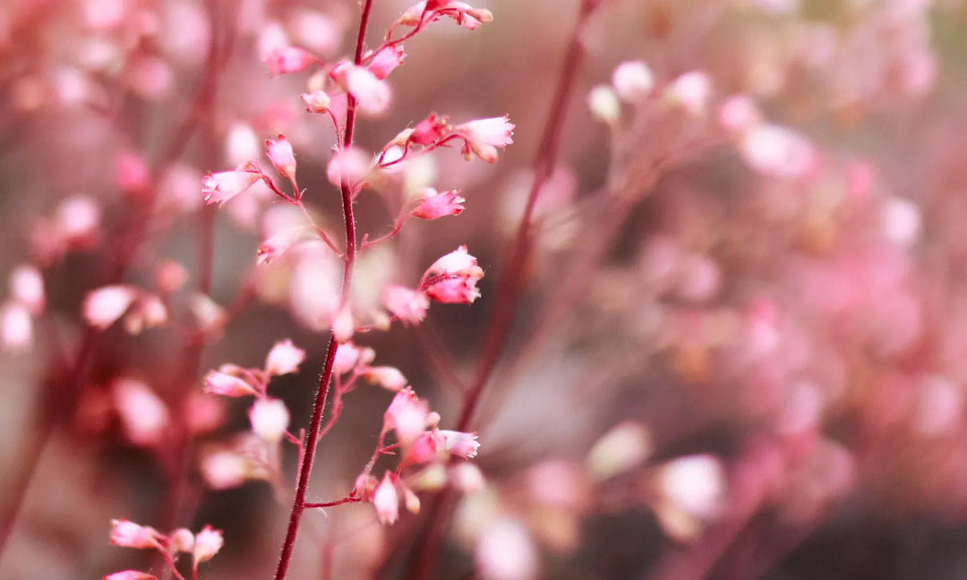 small pink flowers on a pink branch near other blooming pink flowers