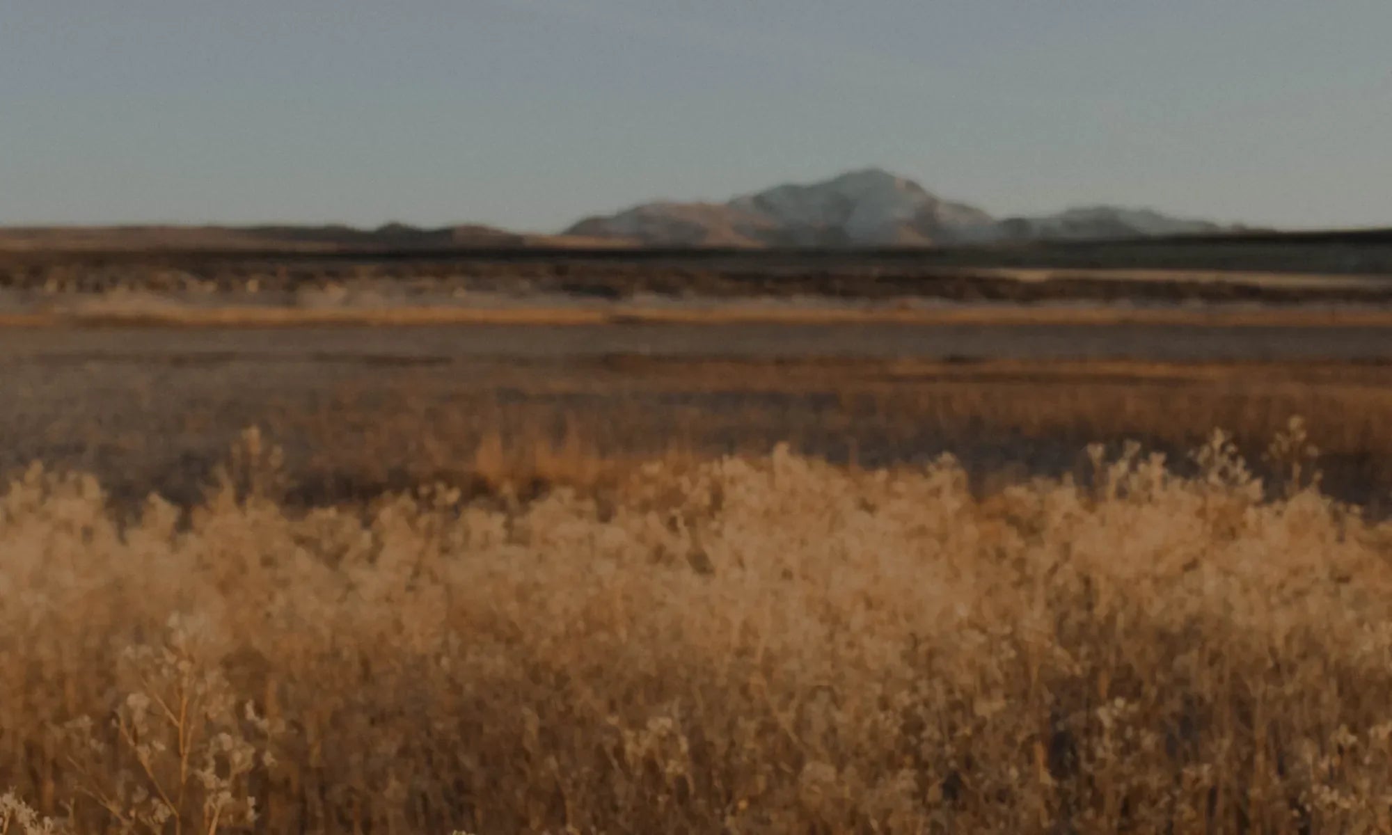 Open field with light orange and yellow flowers and shrubs overlooking a distant mountain range