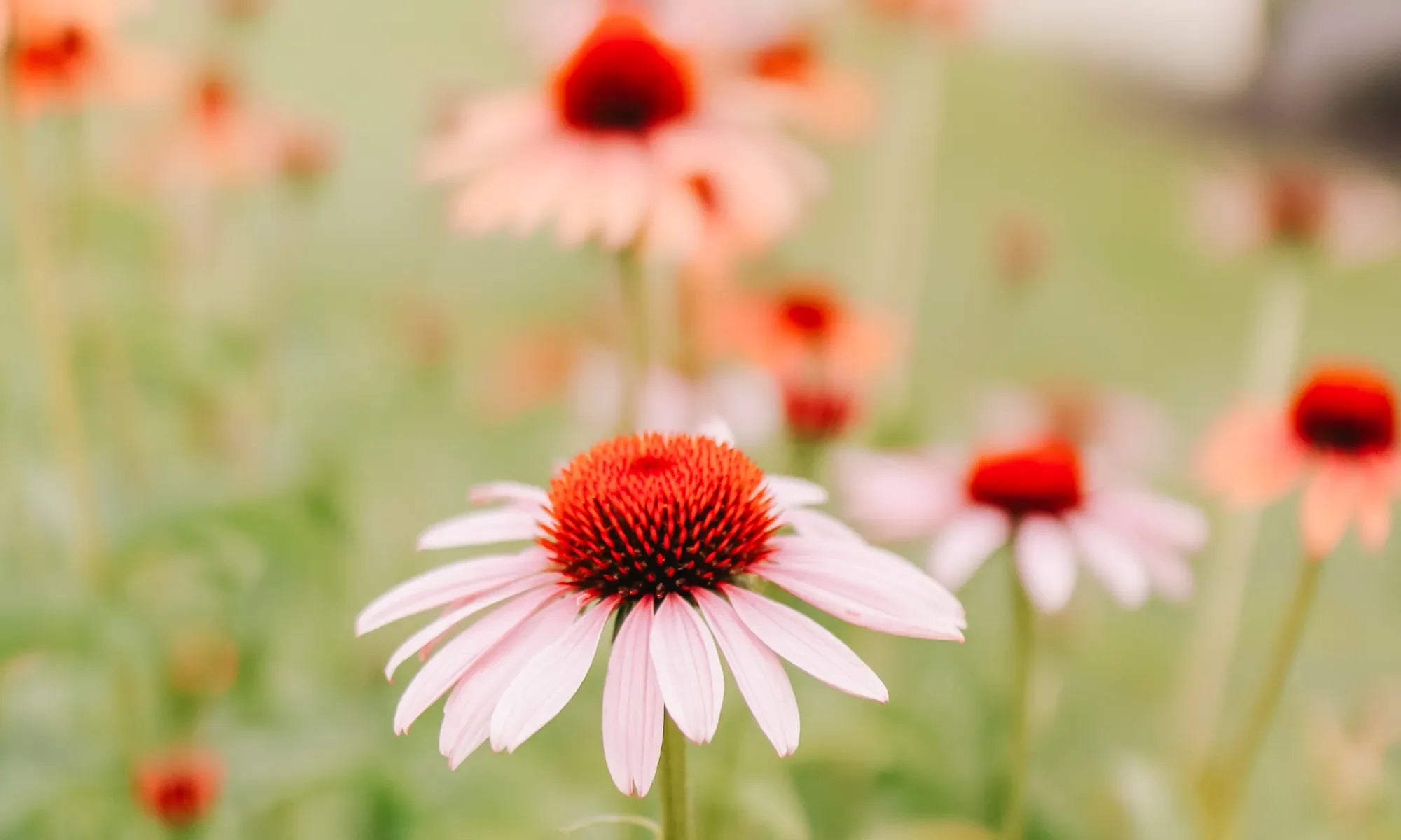 Pink flowers with red centers in a grass field
