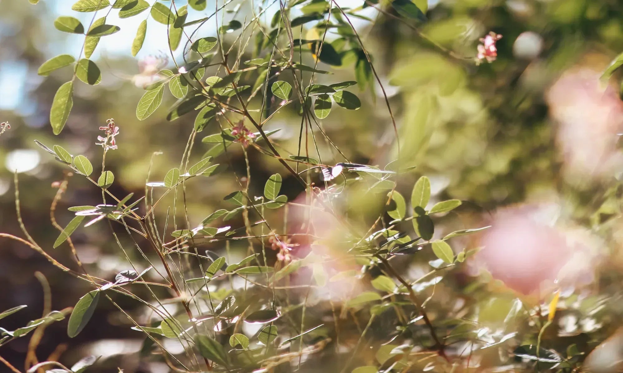 A close up of multiple flowers and leaves