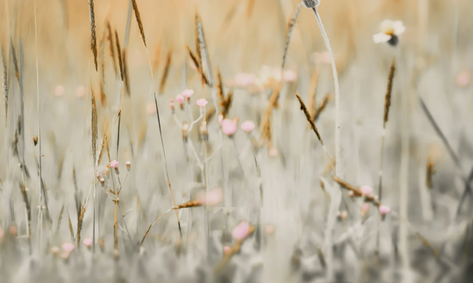 A close up of white and yellow weeds in a field