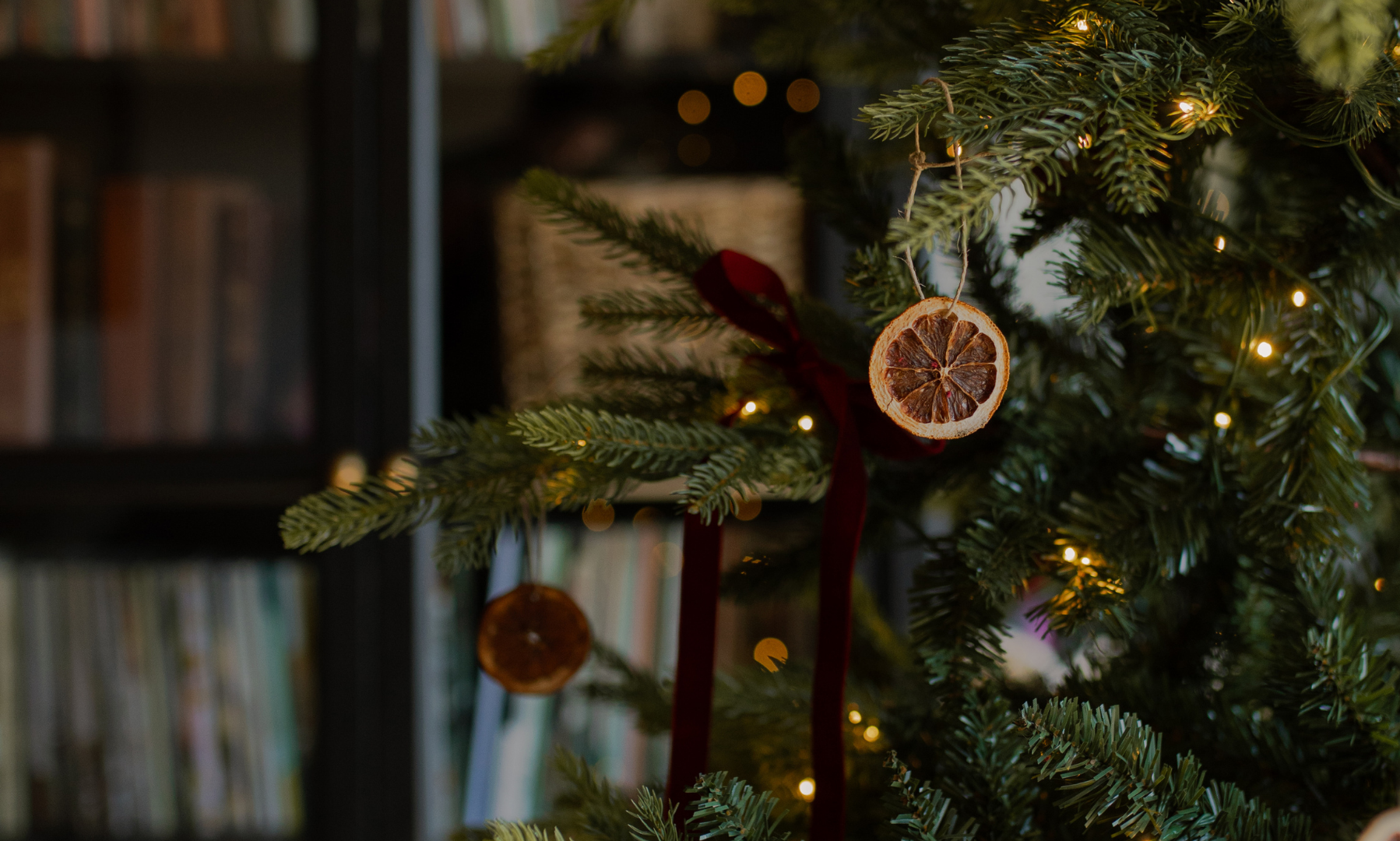 A red bow on a branch of a Christmas tree with hanging slices of dried oranges