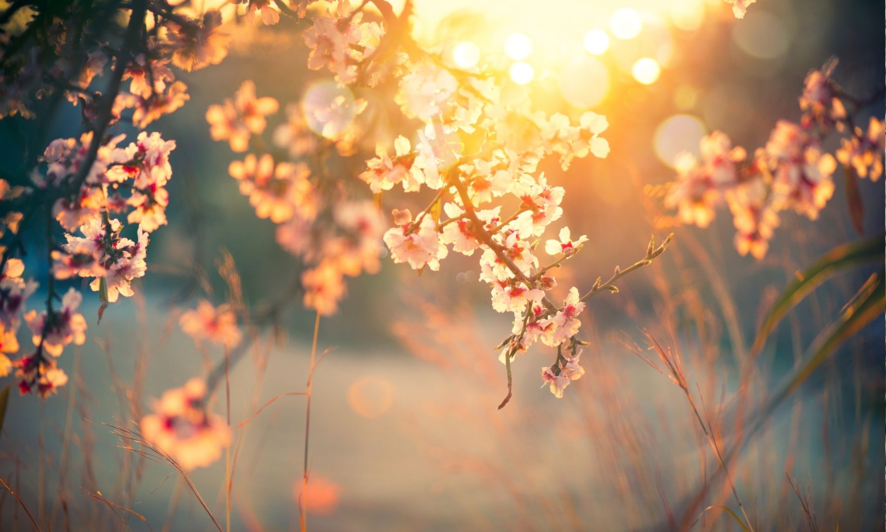 Light shinning through some pink flowers on a branch