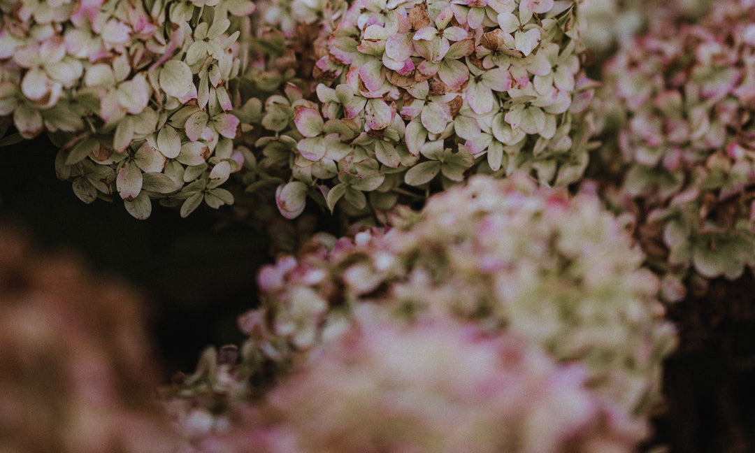 Back to the Basics: How Studying Acts Can Impact the Church Today