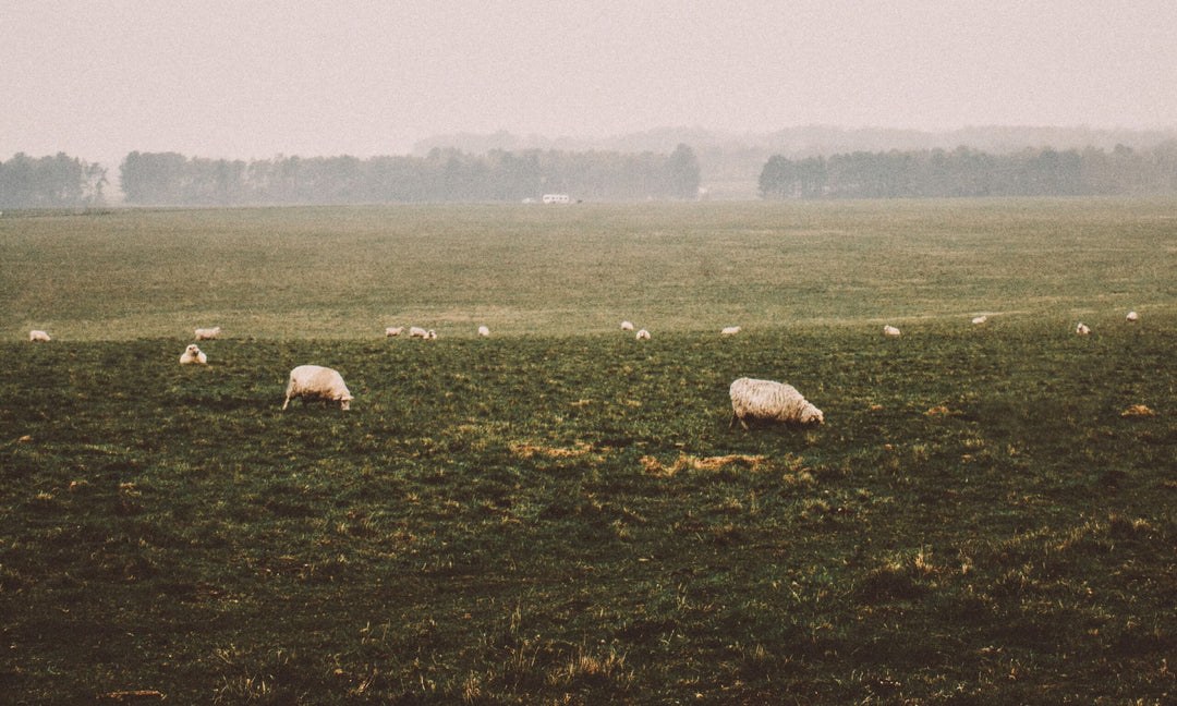 Seeing Jesus in All of Scripture: Our Perfect Passover Lamb