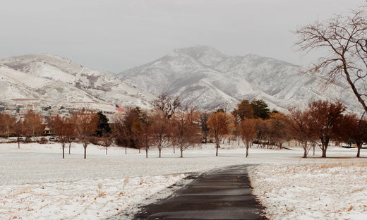 A snowy landscape with a cleared road heading toward an open amount of red leafed trees with mountains overlooking in the distant background