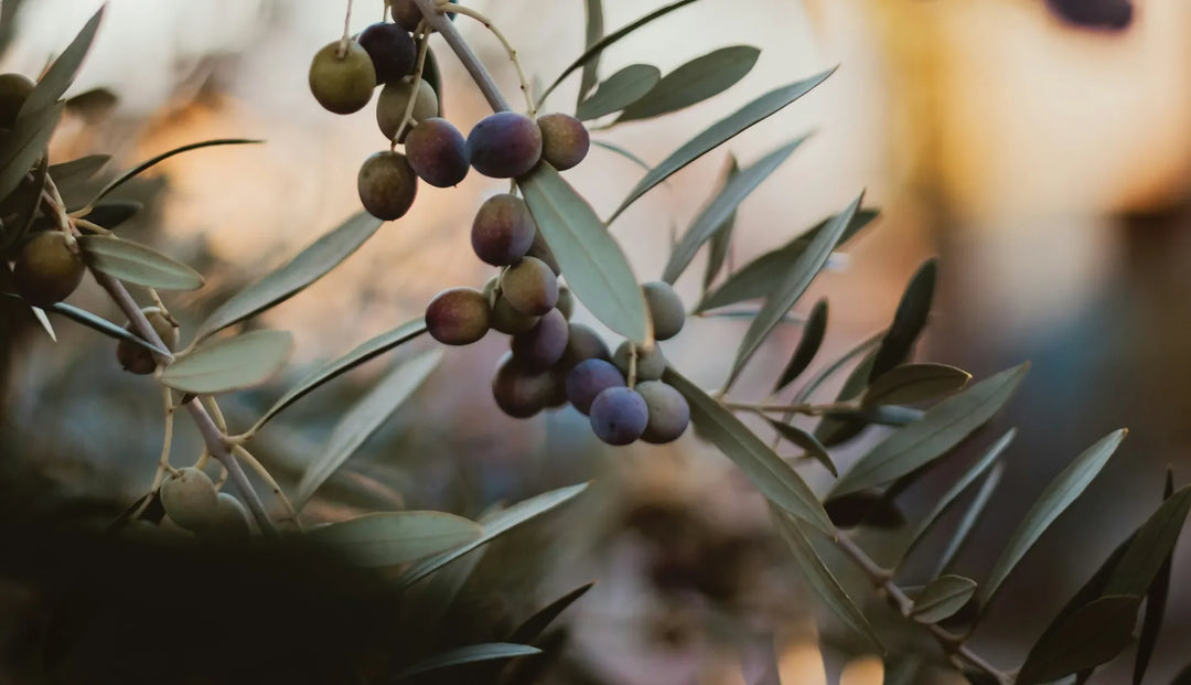 Grapes hanging on a branch with leaves. The background behind the branch is blury