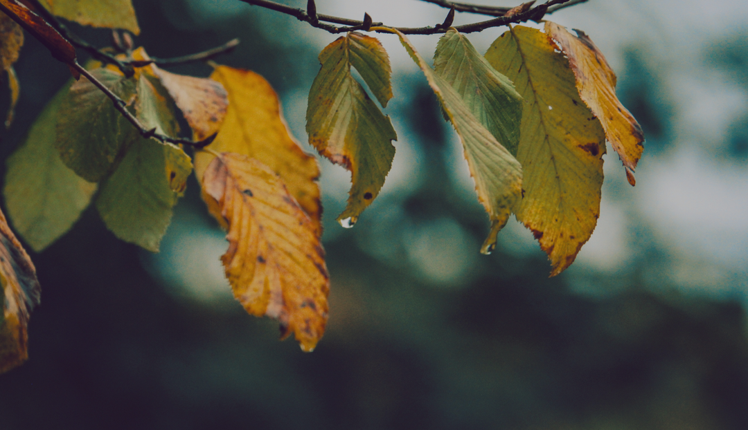 Multiple leaves hanging on a branch with a blurry background