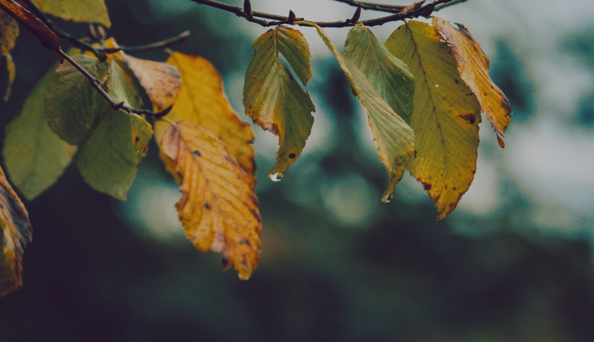 Multiple leaves hanging on a branch with a blurry background