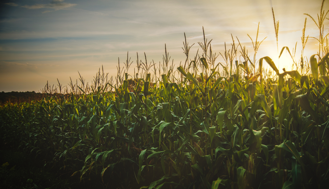A field of crops with a sunrise in the distance overlooking a clear sky