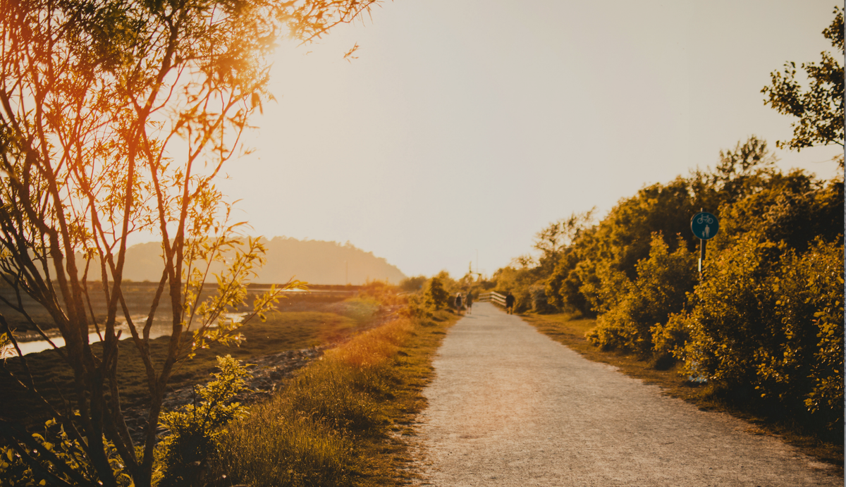 A sunset with a road leading to the distance along with trees and foliage on both sides of the path