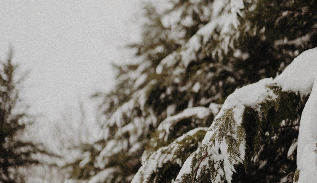 Snow piled on branches of multiple trees
