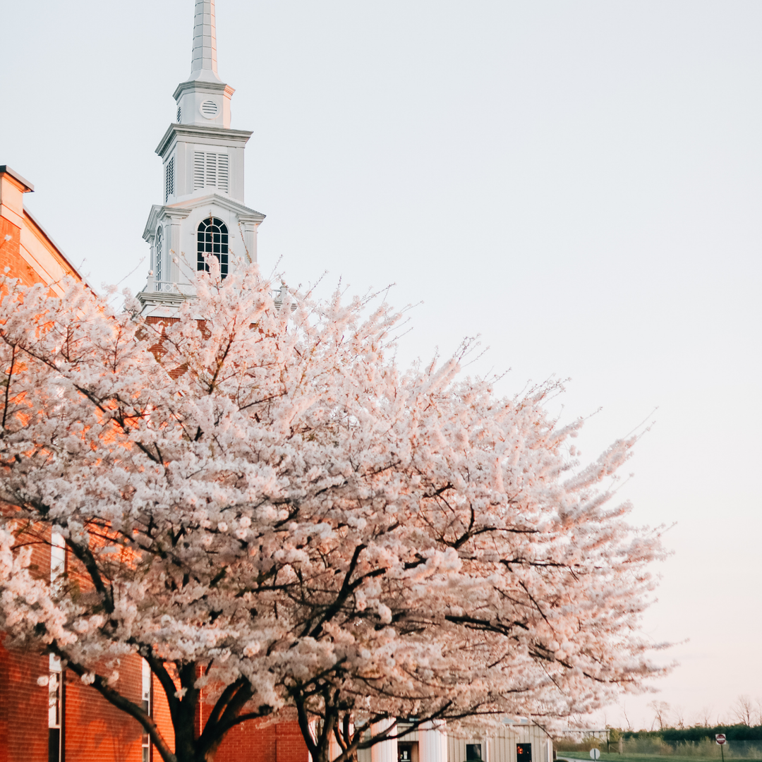 A pink tree with a chapel in the distance