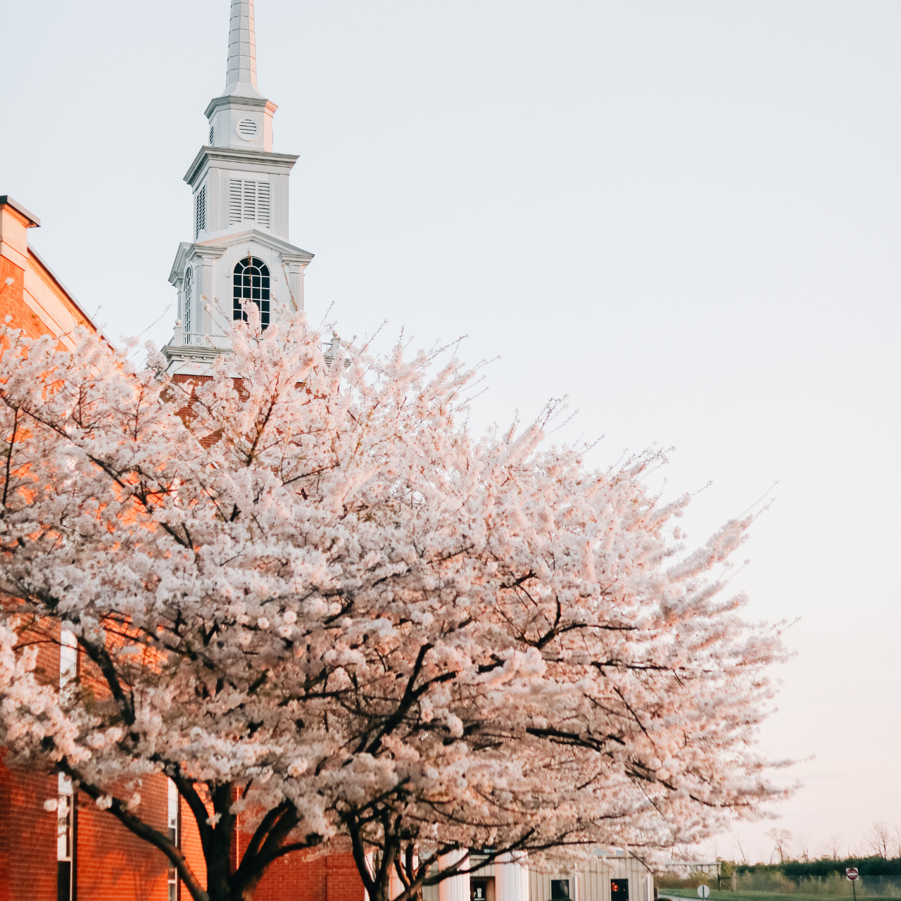 A pink tree with a chapel in the distance