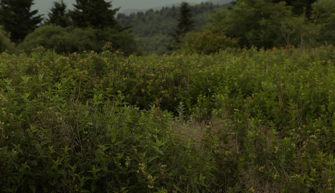 Greenery and foliage overlooking a valley of large trees