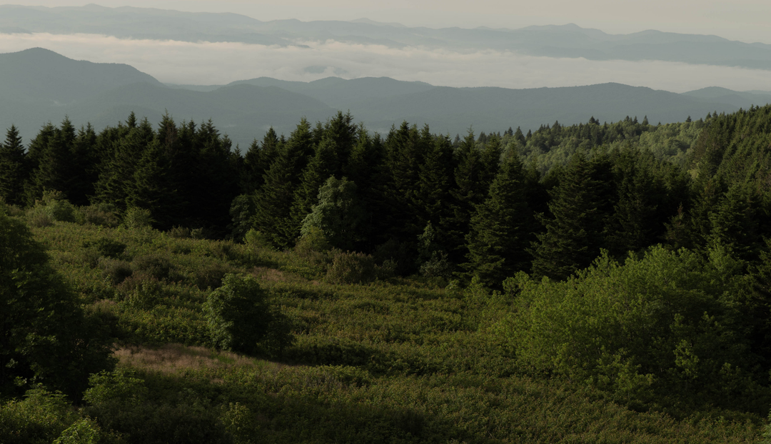 A field of greenery and trees
