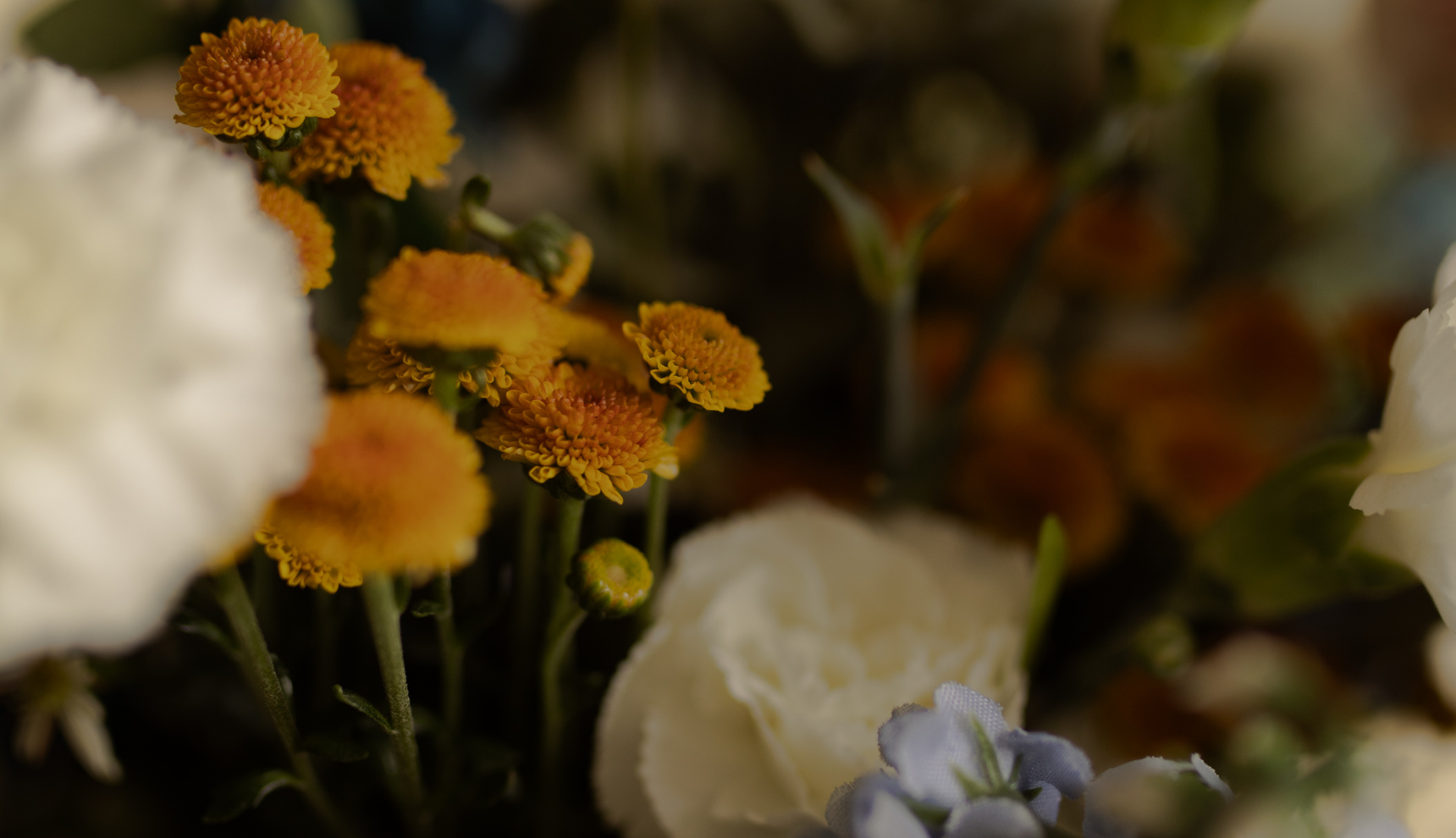 Close up of multiple different color flowers