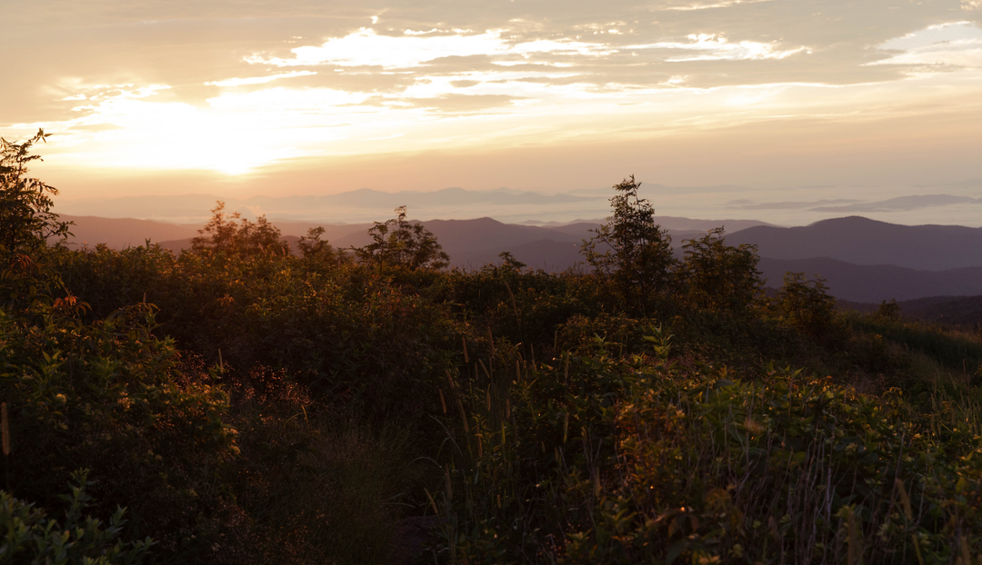 A sunset of a field of greenery and trees