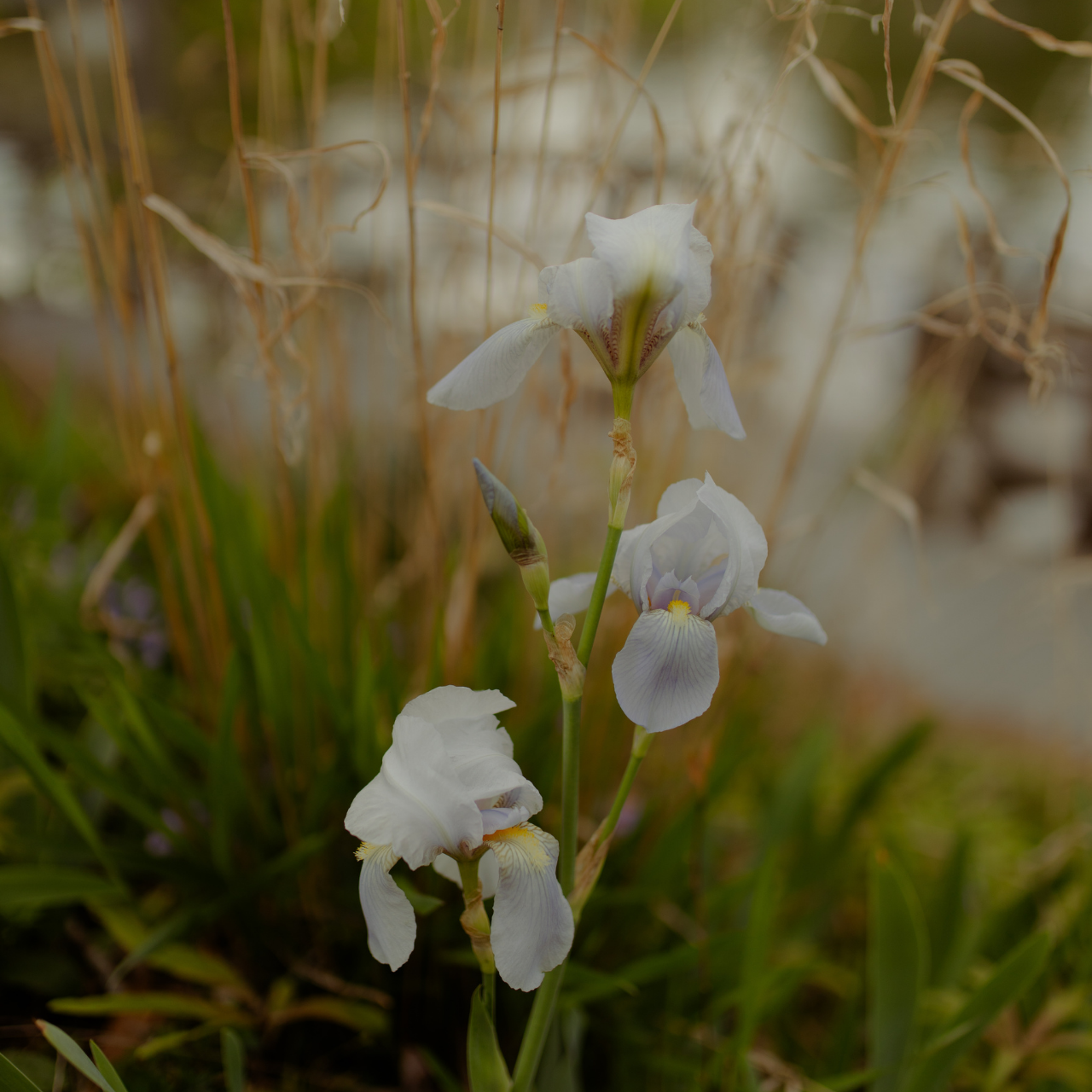 Close up of white flowers near some greenery
