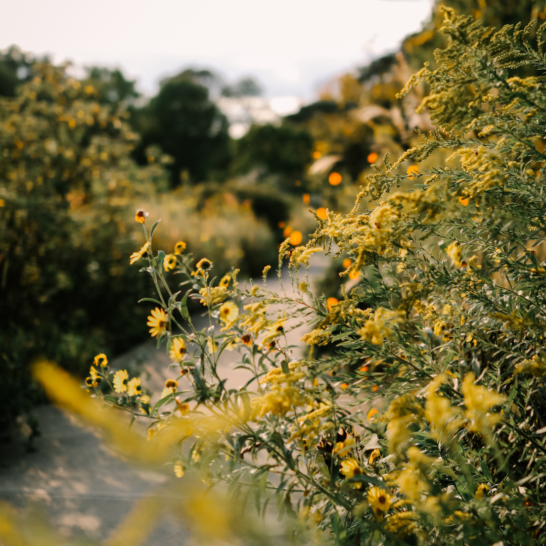A field of flowers and yellow sunflowers