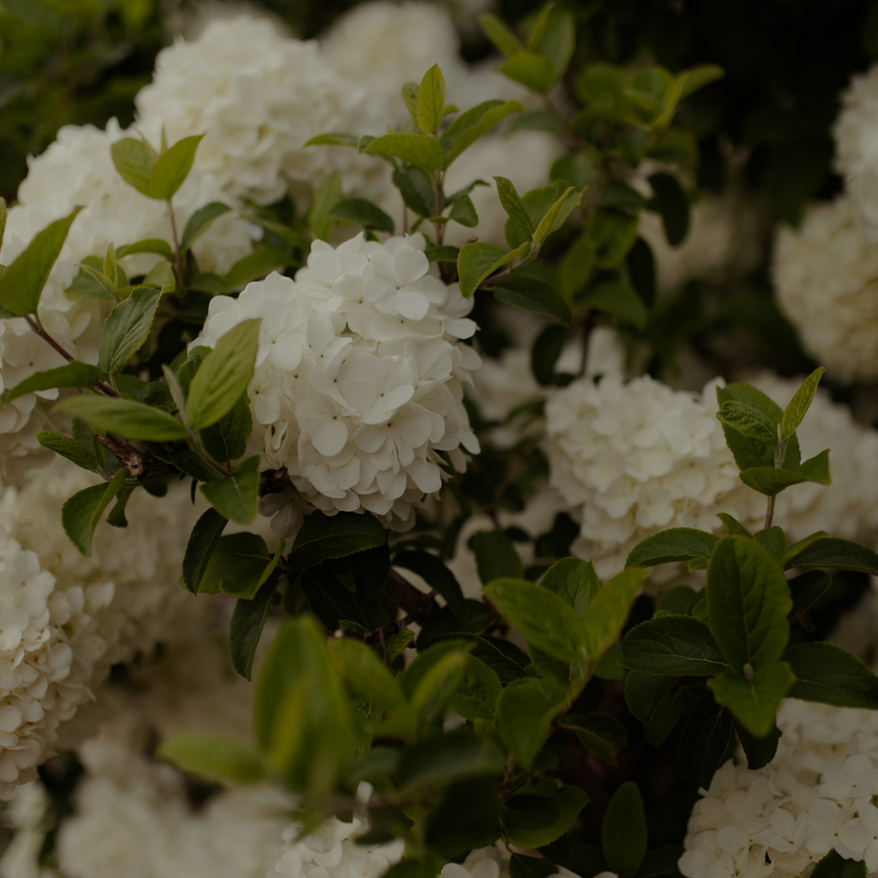 White Hydrangea Garden