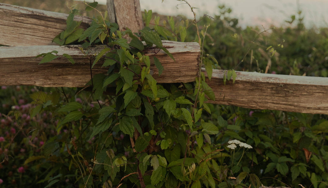 Wooden cross beams holding up greenery