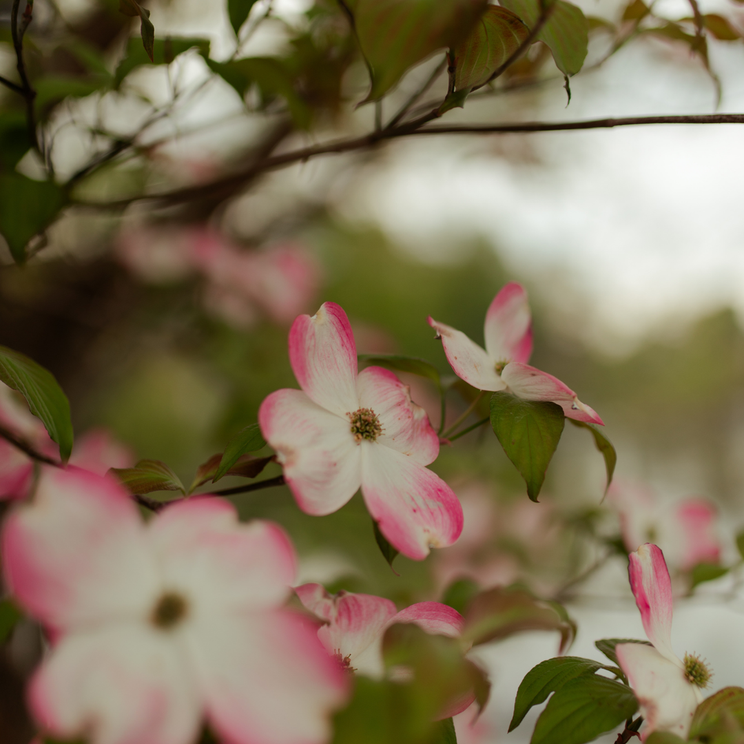 Up close of white and pink flowers on a branch