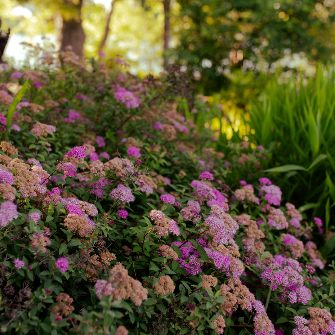 A bush full of pink and purple flowers 
