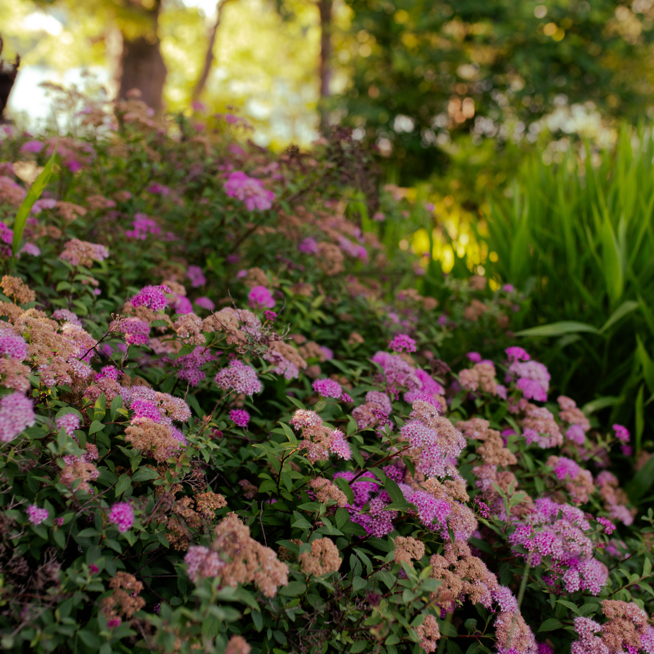 A bush full of pink and purple flowers 