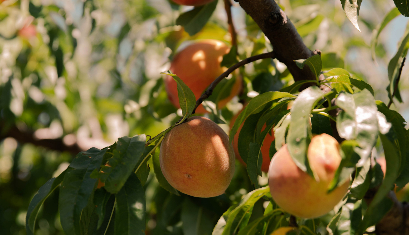 Some fruit hanging on a leafy branch