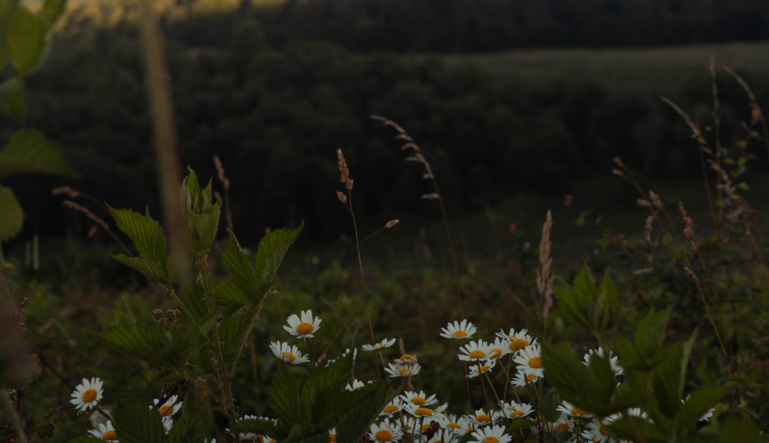 A field of grass with some flowers and weeds