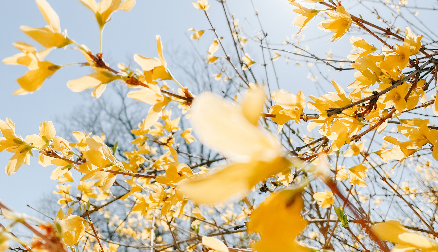 Yellow leaves on branches on a clear sky