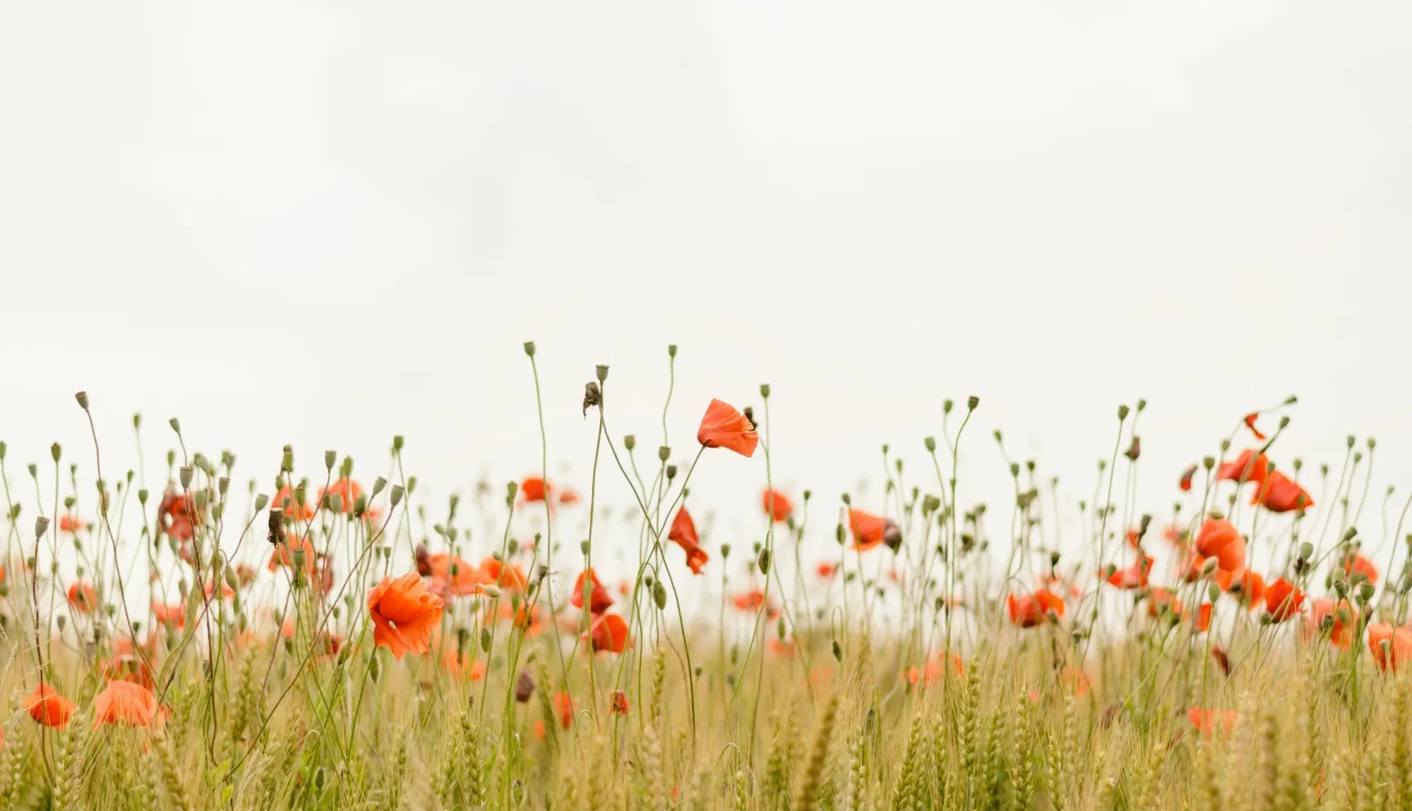 A field of red flowers with cloudy skies and in the sunset