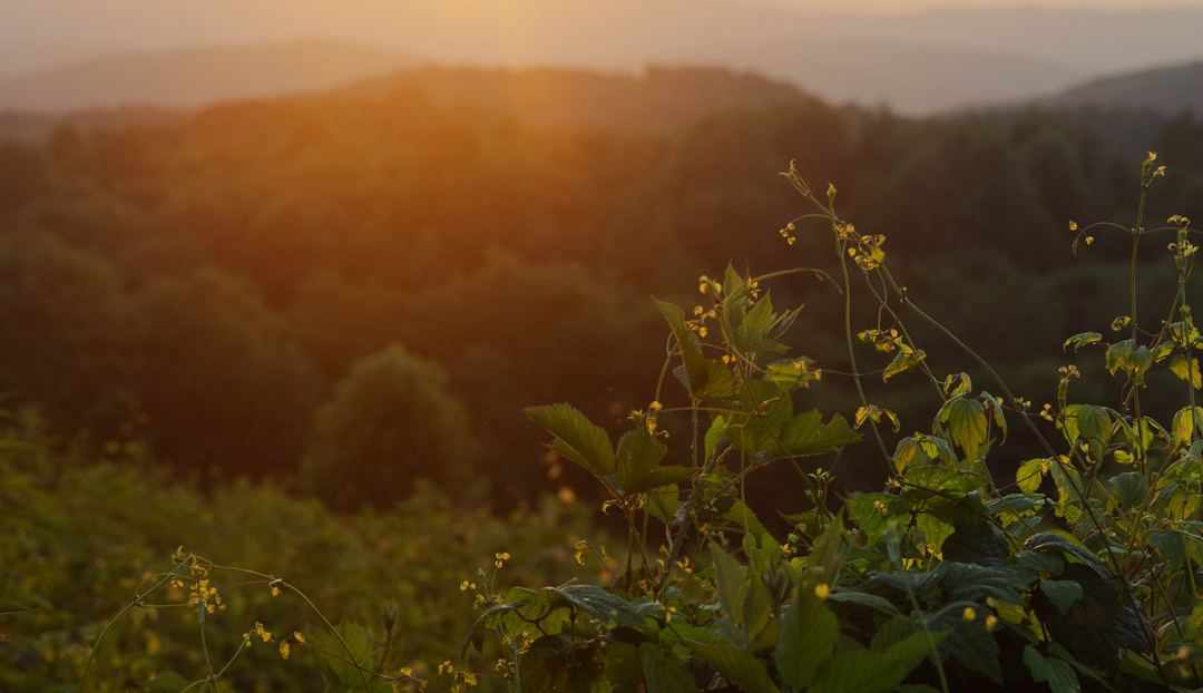A sunset over a green field with flowers