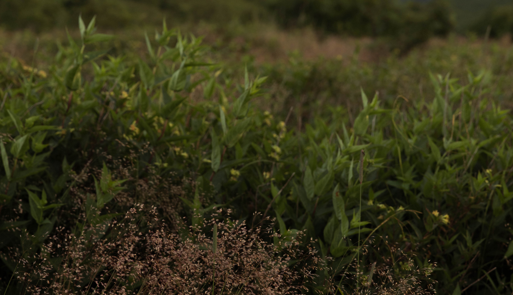 Up close of some grass in a field