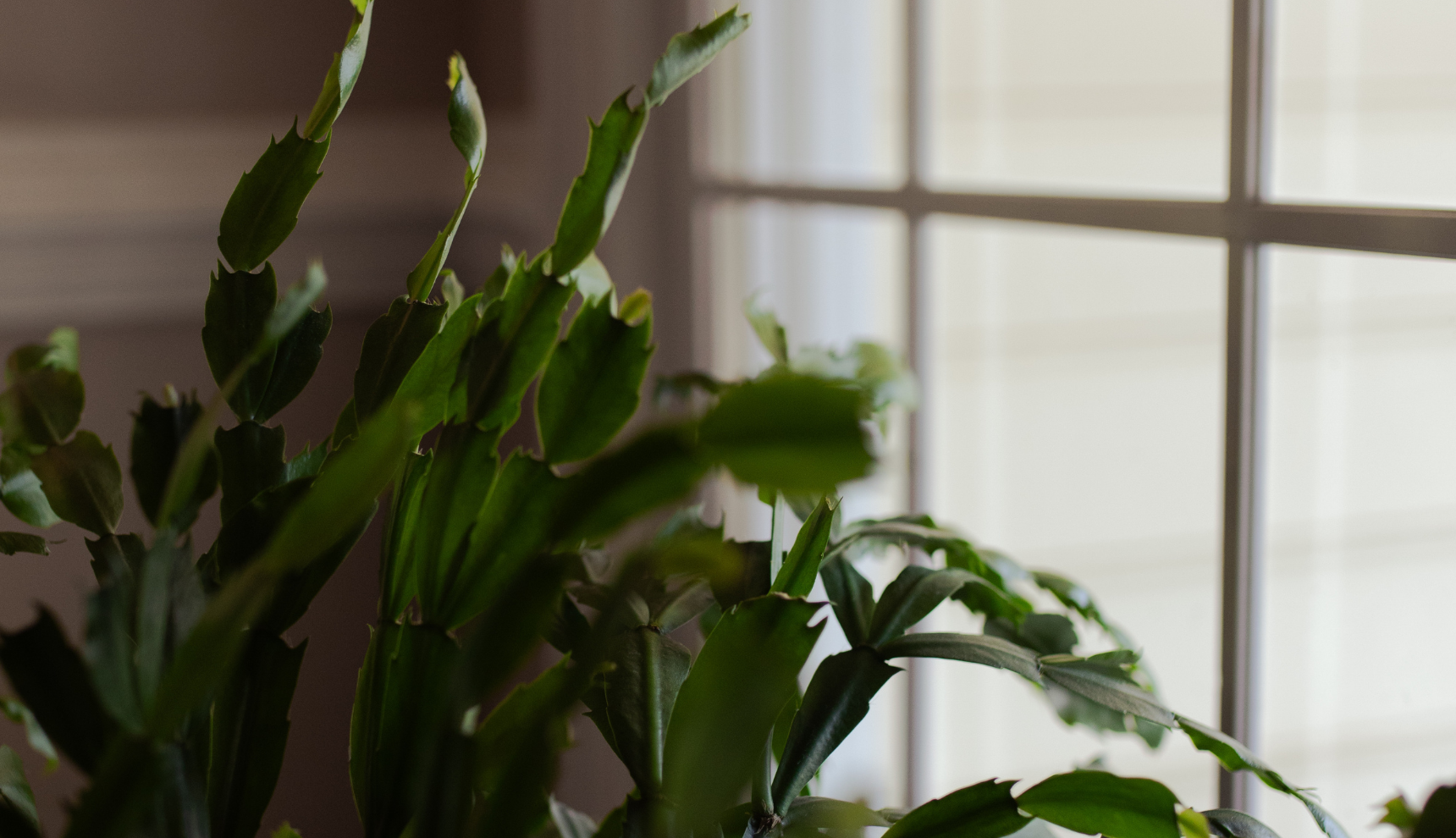 Leaves from a plant near a window